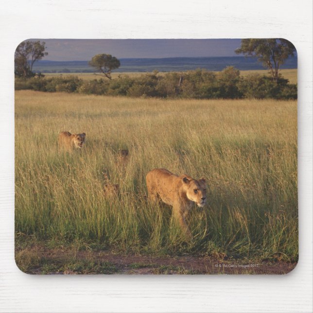 Mousepad Leão 6 (Frente)