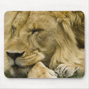 Mousepad Leão Africano, Panthera leo, adormecido