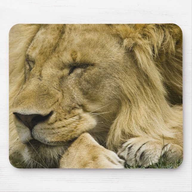 Mousepad Leão Africano, Panthera leo, deitado dormindo (Frente)