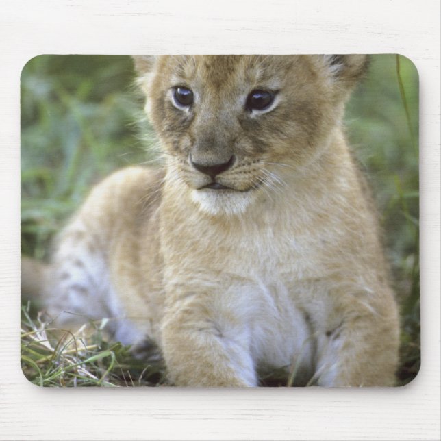 Mousepad leão-africano, Panthera leo), Tanzânia, (Frente)