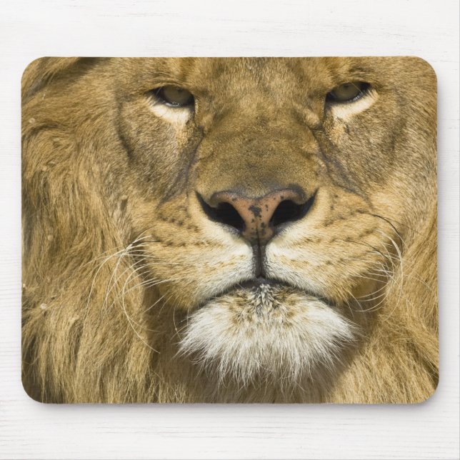 Mousepad Leão Berbere Africano, Panthera leo leo, um dos (Frente)