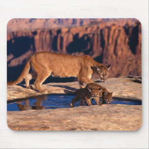 Mousepad Leão & Cubs da Almofada-Montanha do rato