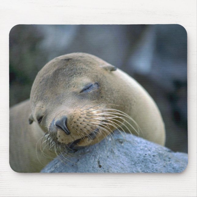 Mousepad Leão de mar do bebê, Ilhas Galápagos (Frente)