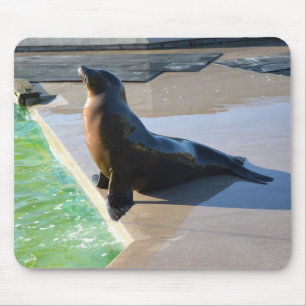 Mousepad Leão-do-mar da Califórnia
