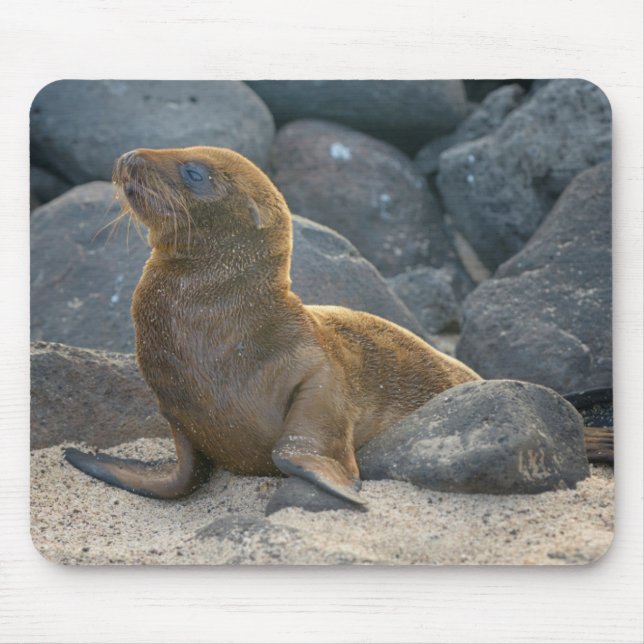 Mousepad Leão do Mar de Galápagos (Frente)