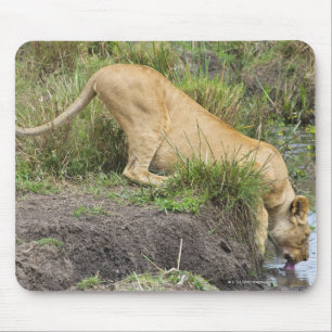 Mousepad Leão fêmea (Panthera leo), nacional de Mara do