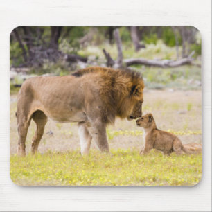Mousepad Leão macho alfa inspeciona filhote