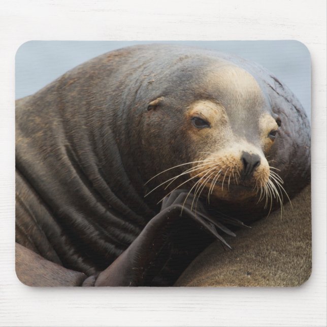 Mousepad Leão-Marinho-da-Califórnia Descansando (Frente)