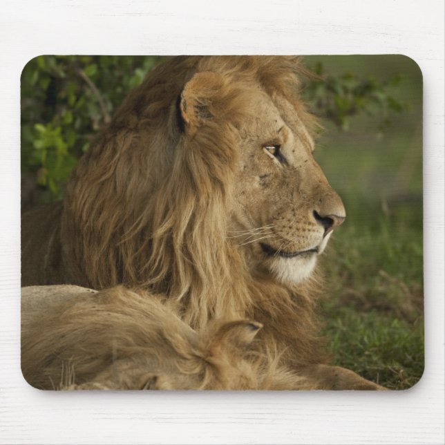 Mousepad Leão, Panthera leo, Lower Mara, Masai Mara GR, (Frente)