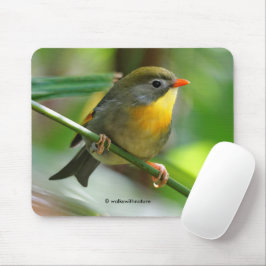Mousepad Leiothrix colorida / Pekin Robin Pássaro Canoro