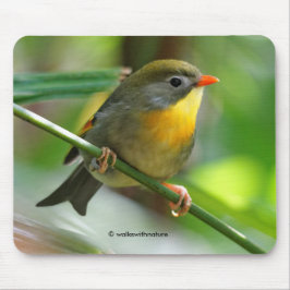 Mousepad Leiothrix colorida / Pekin Robin Pássaro Canoro