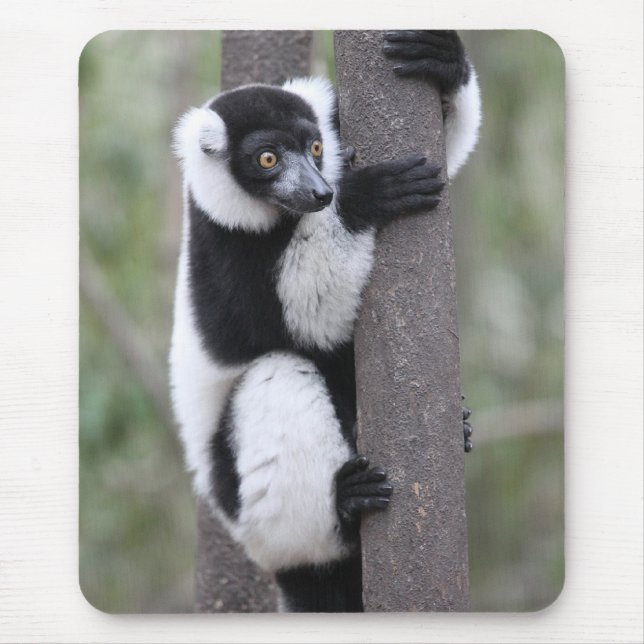Mousepad Lemur preto e branco de Ruffed na árvore (Frente)