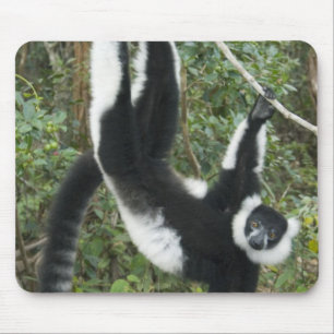 Mousepad Lêmure-rufo-preto-e-branco, (Varecia