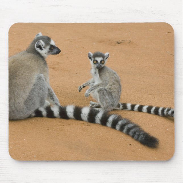 Mousepad Lêmures-de-cauda-anelada, (Lemur catta), Berenty (Frente)