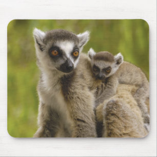 Mousepad Lêmures-de-cauda-anelada (Lemur catta) Mãe e filho