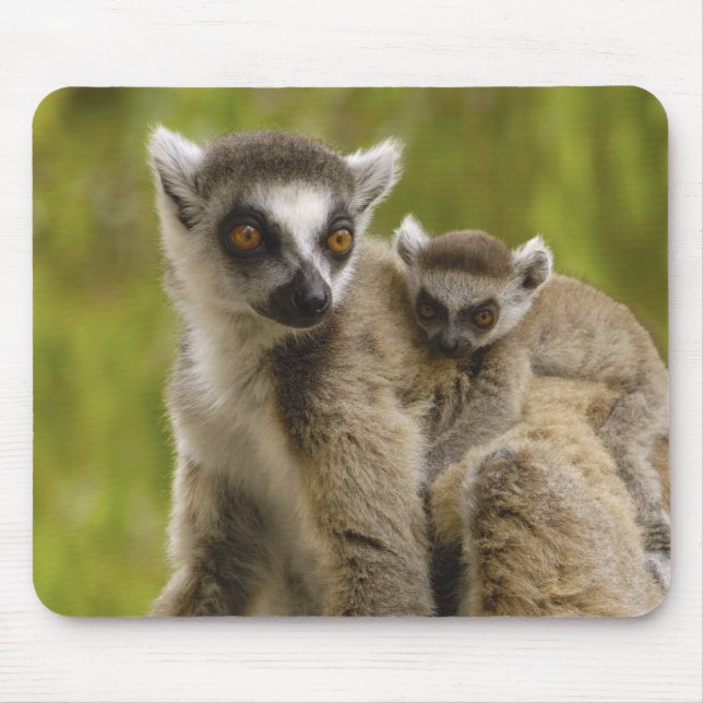 Mousepad Lêmures-de-cauda-anelada (Lemur catta) Mãe e filho (Frente)