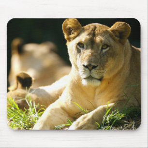 Mousepad Leões
