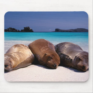 Mousepad Leões de mar que dormem na praia   Equador