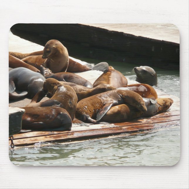 Mousepad Leões Marinhos Tomando Sol em São Francisco (Frente)