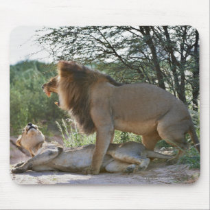 Mousepad leões que acoplam-se, Panthera leo, Kgalagadi