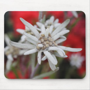 Mousepad Leontopodium alpinum