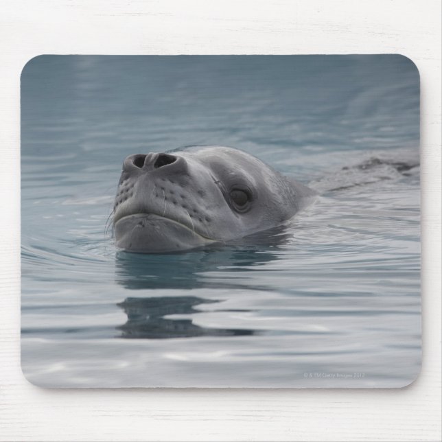 Mousepad leopardo-da-foca que natação (Frente)