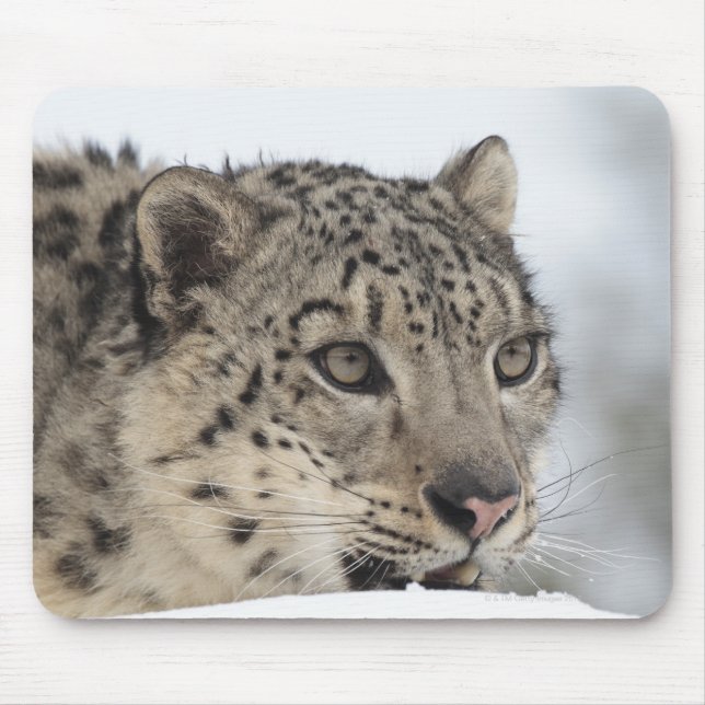 Mousepad Leopardo-da-neve (Declaração da Uência) 2 (Frente)