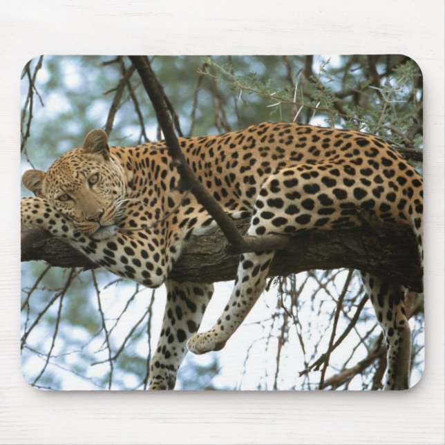 Mousepad Leopardo descendo em árvore (Frente)