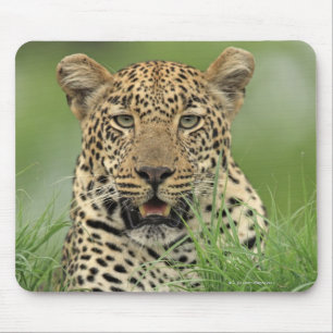Mousepad Leopardo, pardus do Panthera, jogo de Sabi Sabi