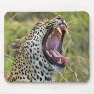 Mousepad Leopardo que boceja, maior parque nacional de