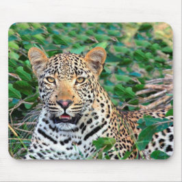 Mousepad Leopardo selvagem em África
