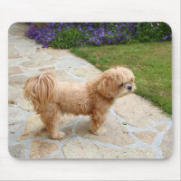 Lhasa Apso cão num jardim