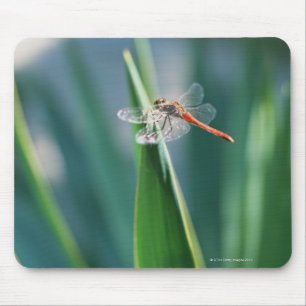 Mousepad Libélula
