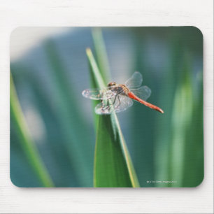 Mousepad Libélula