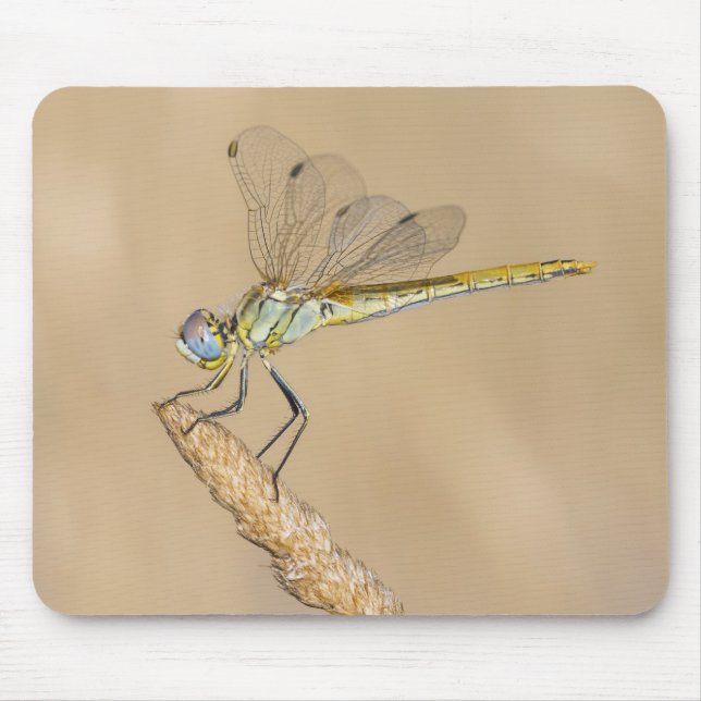Mousepad Libélula Skimmer Inseto Fêmea (CC BY 4.0) (Frente)