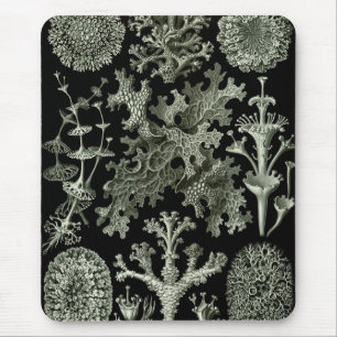Mousepad Lichen por Ernst Haeckel, Plantas Naturais Vintage
