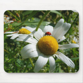 Mousepad Lieveheersbeestje op margriet in de natuur.