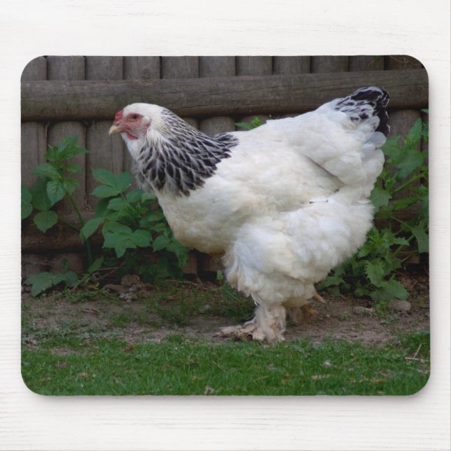 Mousepad Light Brahma Hen (Frente)