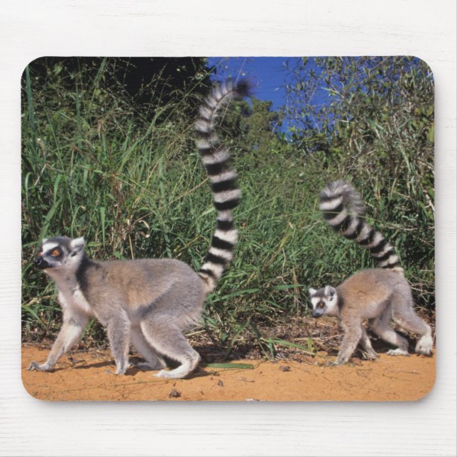 Mousepad Limures (Lemur Catta), Berbastante (Frente)