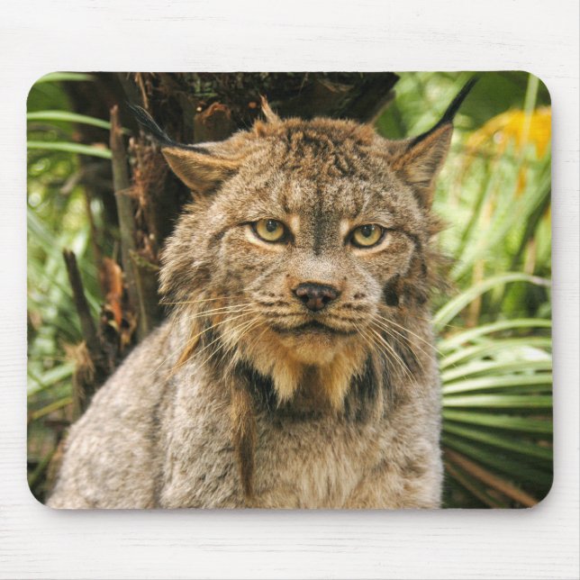 Mousepad Lince canadense 4200e (Frente)