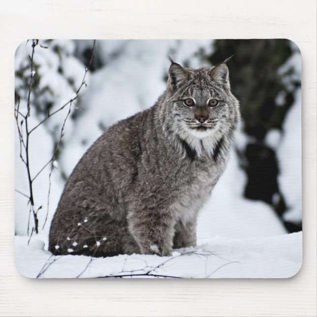 Mousepad Lince canadense na neve (Frente)