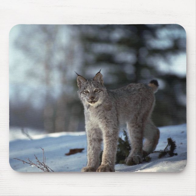 Mousepad Lince de Canadá na neve (Frente)