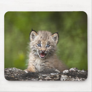Mousepad Lince do bebê que olha sobre a árvore caída A