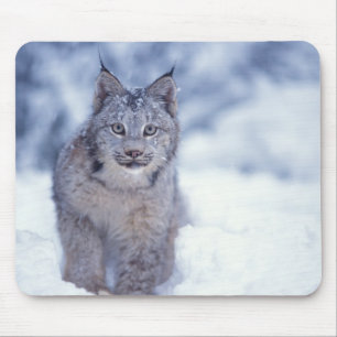 Mousepad Lince na neve nos contrafortes
