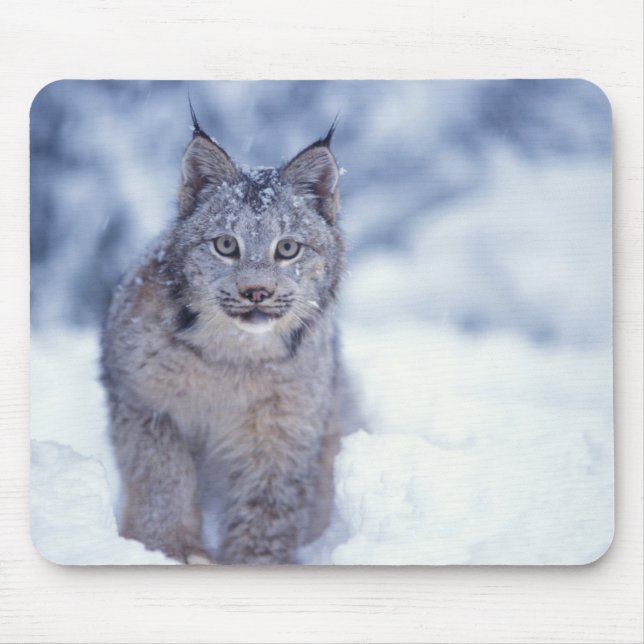 Mousepad Lince na neve nos contrafortes (Frente)
