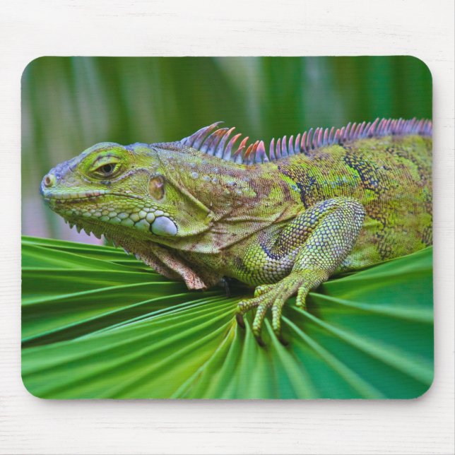 Mousepad Linda Almofada de Rato Camaleão (Frente)