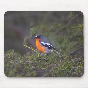 Mousepad Linda Laranja Invólucro Robin