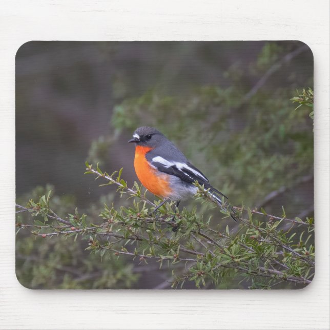 Mousepad Linda Laranja Invólucro Robin (Frente)
