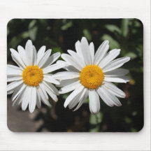 Lindas flores de margarida brancas puras.