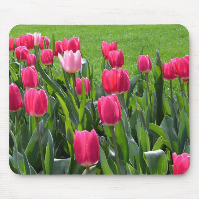 Mousepad Lindas flores de tulipa cor-de-rosa-primavera, fol (Frente)